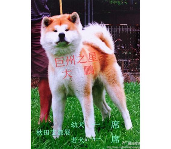 深圳秋田犬,秋田犬,巨洲犬舍(在线咨询)