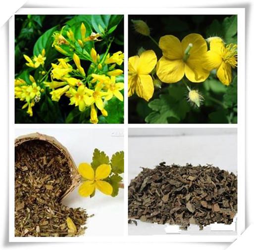 包邮供应  白屈菜提取物