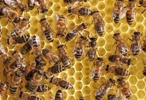 养蜂专用啤酒酵母粉
