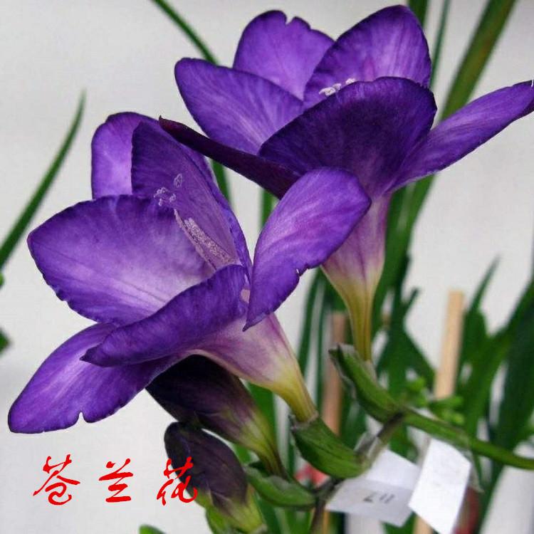 长效型微胶囊感香粉