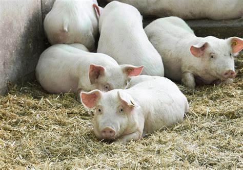 猪场养殖专用消毒剂