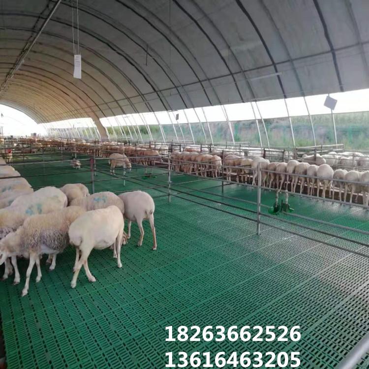 不伤羊蹄的塑料羊床