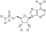 腺苷酸