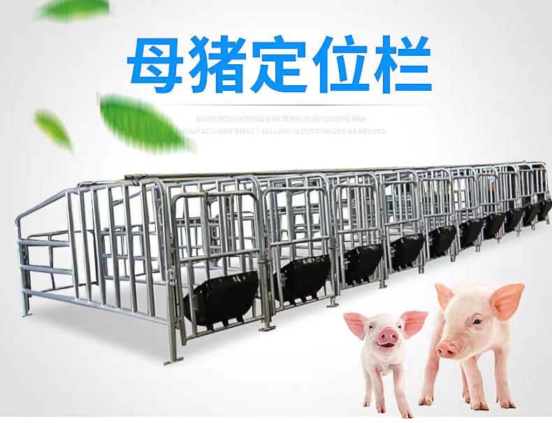 养猪场母猪妊娠初期落地式定位栏热镀锌大架钢板食槽