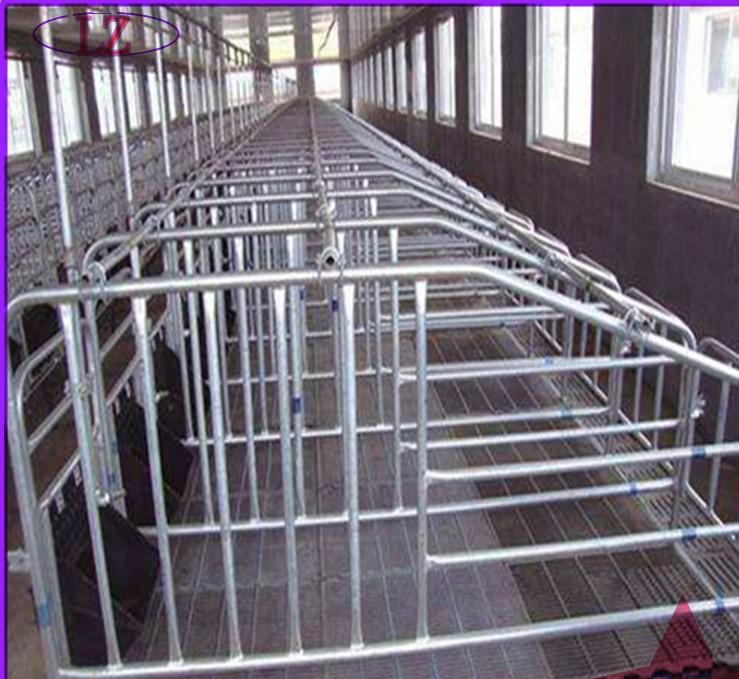 猪舍母猪妊娠初期热寝锌大架钢板食槽定位栏