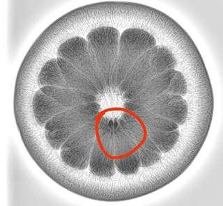 种子检测果蔬植物根径内部X-RAY检测