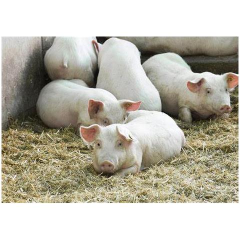猪场养殖专用消毒剂