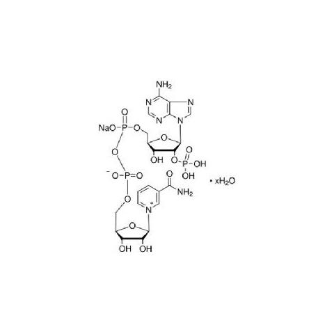 β-烟酰胺腺嘌呤二核苷酸磷酸（氧化型）NADP