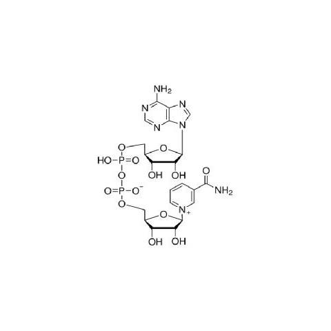 β-烟酰胺腺嘌呤二核苷酸（氧化型）生物转化级  NAD