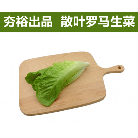 散叶罗马生菜新鲜果蔬绿色蔬菜沙拉火锅