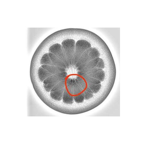 种子检测果蔬植物根径内部X-RAY检测