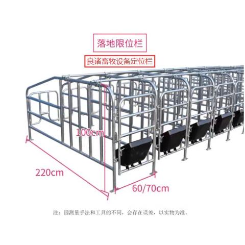 普通母猪限位栏