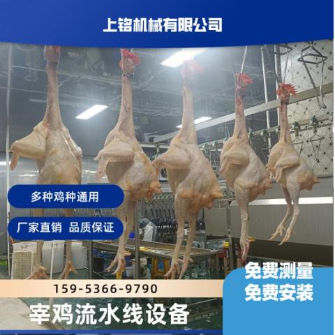 全自动白羽鸡流水线