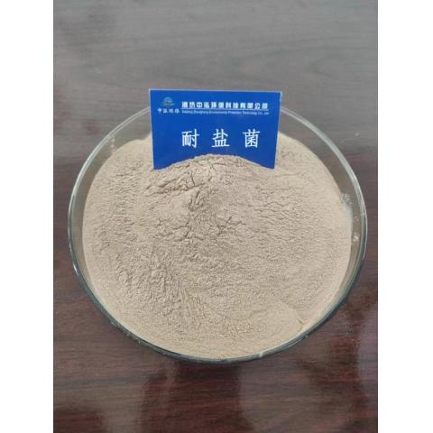 耐盐菌