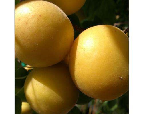 杏树苗品种荷兰香蜜杏树苗