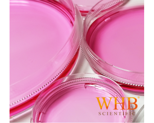 WHB 细胞培养皿