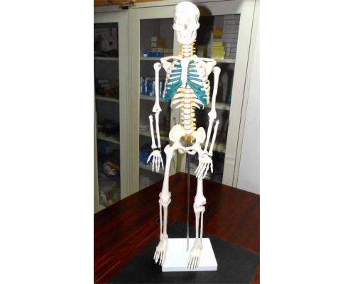 85cm人体骨骼带神经模型
