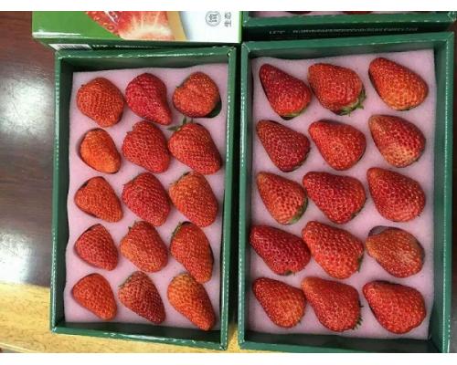 重庆周边珍珠棉黑色草莓托苹果托EPE珍珠棉缓冲内垫定制加工报价