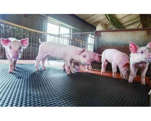 养猪场猪用橡胶保温防滑垫