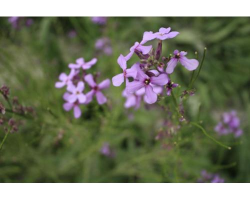 蓝香芥