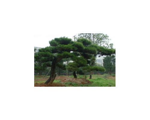 姆密卡进口清关