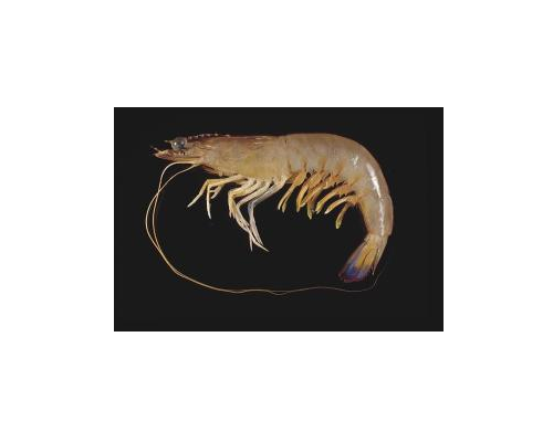 缘沟对虾进口清关