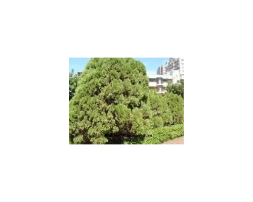 雪松进口清关