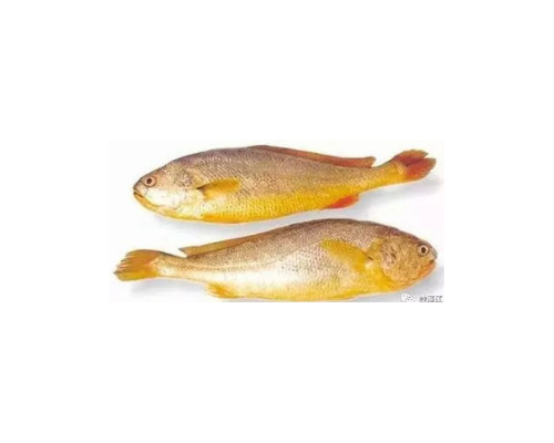 黄姑鱼
