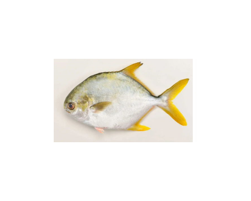 拟鲳鲹