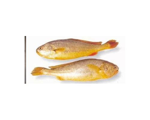 似长鳍黄鱼