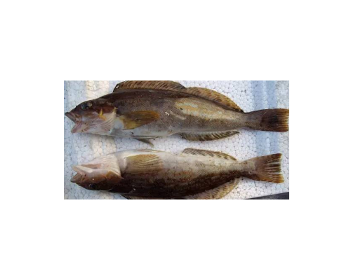 斑头六线鱼