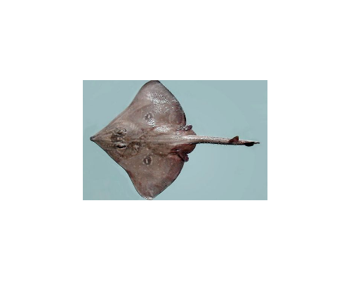 卡式大西洋鳐
