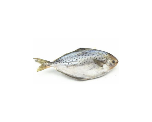 巴西真鲳