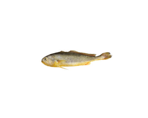 大黄鱼