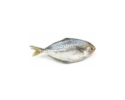 南美鰤鲳