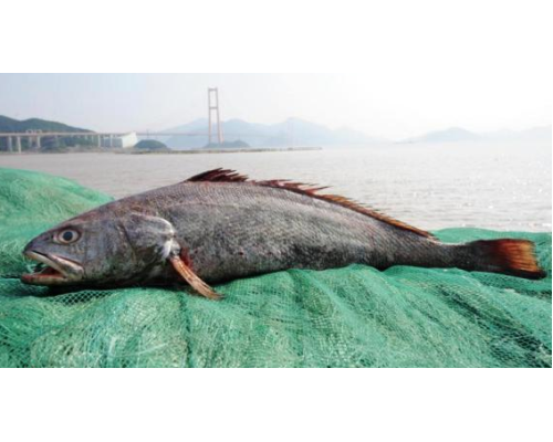 鮸鱼进口清关