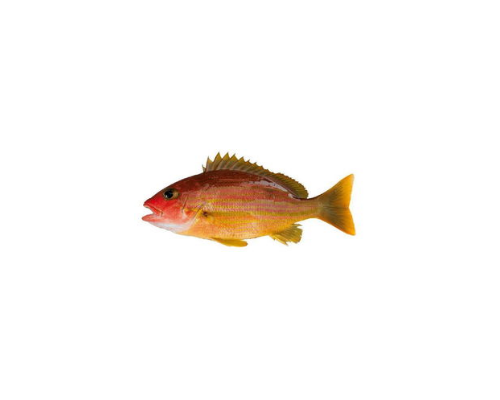 笛鲷进口清关