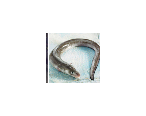 海鳗进口清关