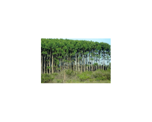 新西兰松木进口清关