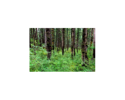 白美兰地进口清关