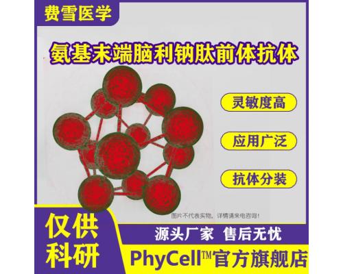 氨基末端脑利钠肽前体（NT-proBNP）单克隆抗体