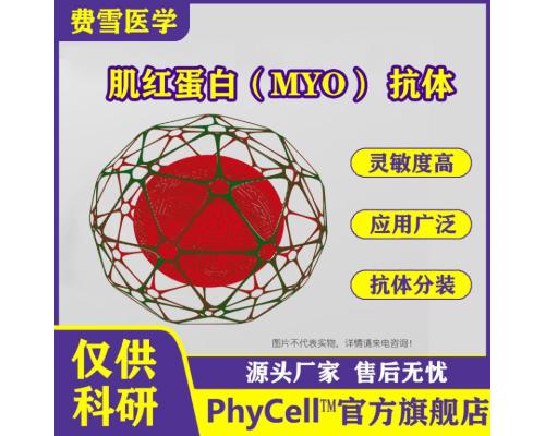 肌红蛋白（MYO）单克隆抗体