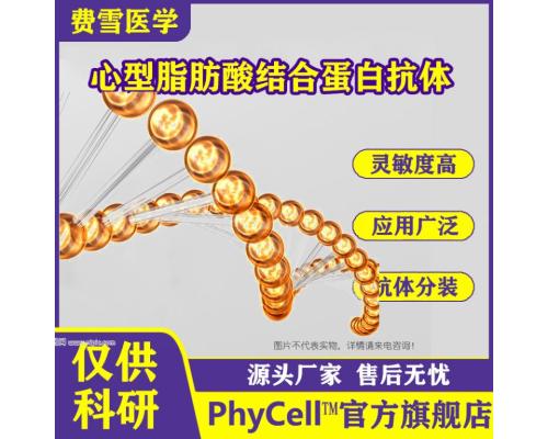 心型脂肪酸结合蛋白(H-FABP)单克隆抗体