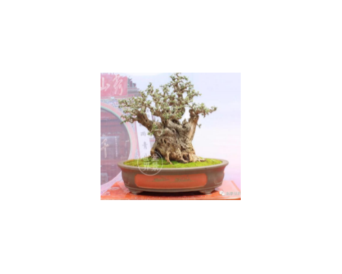 花旗松进口清关