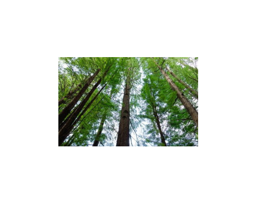 摘亚木进口清关