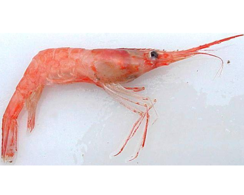 刺虾进口清关