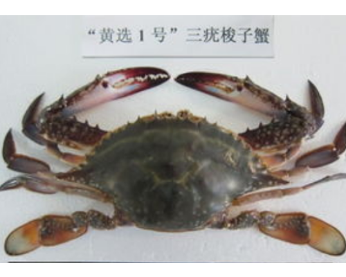 三疣梭子蟹进口清关