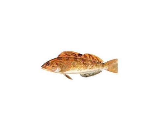 叉線六線魚進(jìn)口清關(guān)代理清關(guān)公司