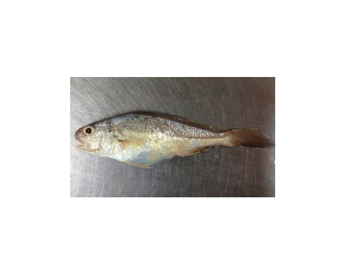 白姑魚進(jìn)口清關(guān)代理清關(guān)公司