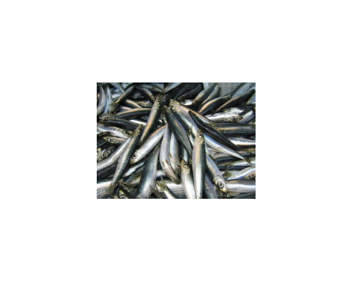 大西洋鯡進(jìn)口清關(guān)代理清關(guān)公司